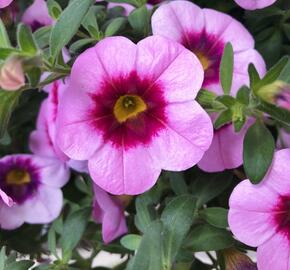 Minipetúnie, Million Bells 'Hula Soft Pink' - Calibrachoa hybrida 'Hula Soft Pink'