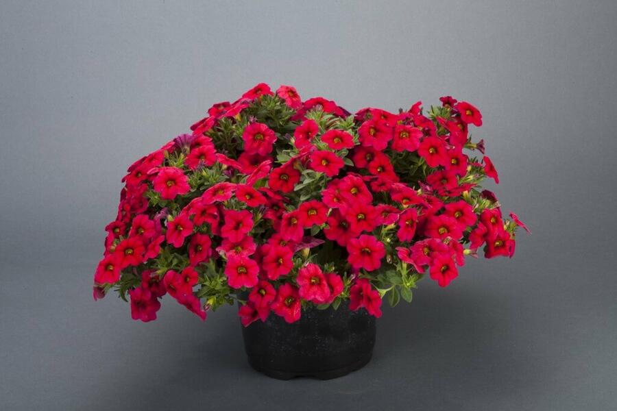 Minipetúnie, Million Bells 'Noa Dark Red' - Calibrachoa hybrida 'Noa Dark Red'