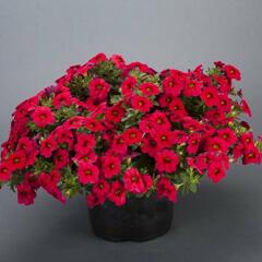 Minipetúnie, Million Bells 'Noa Dark Red' - Calibrachoa hybrida 'Noa Dark Red'