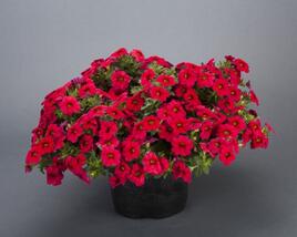 Minipetúnie, Million Bells 'Noa Dark Red'