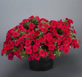 Minipetúnie, Million Bells 'Noa Dark Red' - Calibrachoa hybrida 'Noa Dark Red'