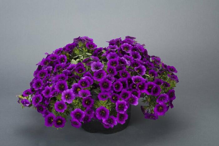 Minipetúnie, Million Bells 'Noa Ultra Purple' - Calibrachoa hybrida 'Noa Ultra Purple'