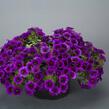 Minipetúnie, Million Bells 'Noa Ultra Purple' - Calibrachoa hybrida 'Noa Ultra Purple'