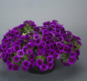 Minipetúnie, Million Bells 'Noa Ultra Purple' - Calibrachoa hybrida 'Noa Ultra Purple'