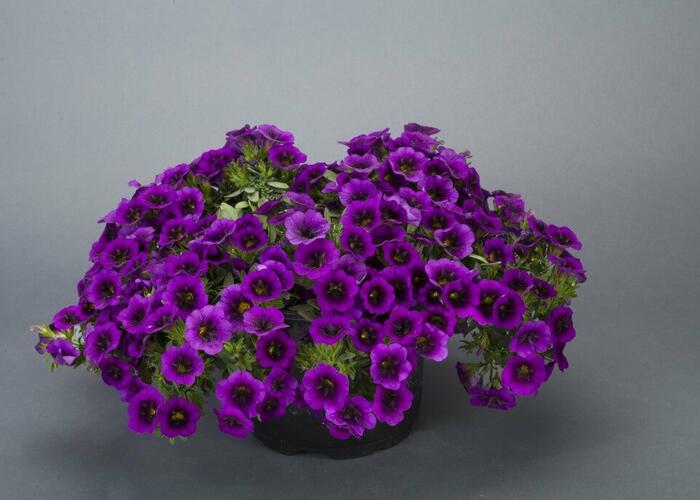 Minipetunie, Million Bells 'Noa Ultra Purple' - Calibrachoa hybrida 'Noa Ultra Purple'