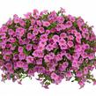 Minipetúnie, Million Bells 'Noa Mega Pink' - Calibrachoa hybrida 'Noa Mega Pink'
