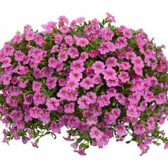 Minipetúnie, Million Bells 'Noa Mega Pink' - Calibrachoa hybrida 'Noa Mega Pink'