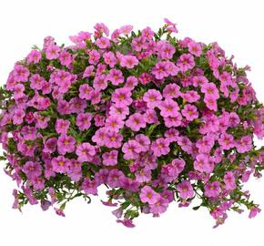 Minipetúnie, Million Bells 'Noa Mega Pink' - Calibrachoa hybrida 'Noa Mega Pink'