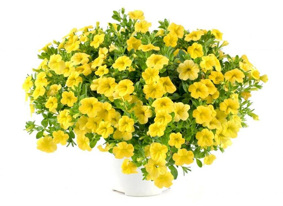 Minipetúnie, Million Bells 'Noa Yellow' - Calibrachoa hybrida 'Noa Yellow'