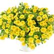 Minipetúnie, Million Bells 'Noa Yellow' - Calibrachoa hybrida 'Noa Yellow'