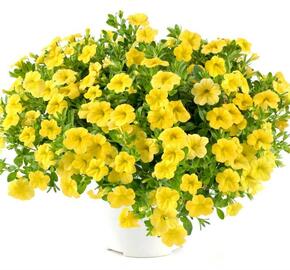 Minipetúnie, Million Bells 'Noa Yellow' - Calibrachoa hybrida 'Noa Yellow'