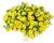Minipetúnie, Million Bells 'Noa Yellow'
