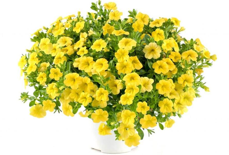 Minipetúnie, Million Bells 'Noa Yellow' - Calibrachoa hybrida 'Noa Yellow'