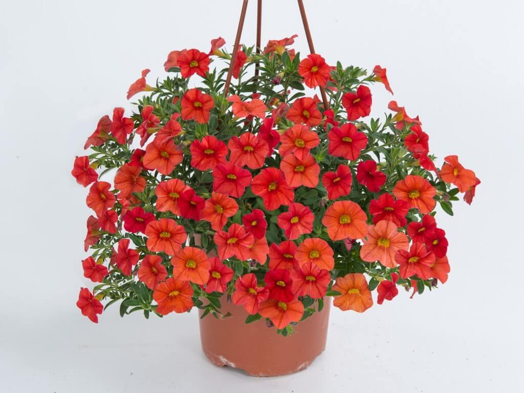 Minipetúnie, Million Bells 'Noa Papaya' - Calibrachoa hybrida 'Noa Papaya'