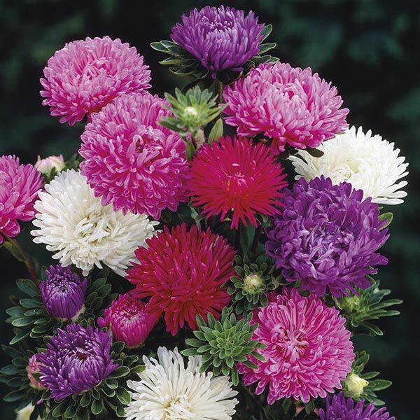 Astra čínská 'Matador Mix' - Callistepus chinensis 'Matador Mix'