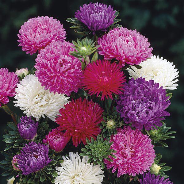 Astra čínská 'Matador Mix' - Callistephus chinensis 'Matador Mix'