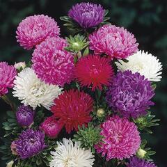 Astra čínská 'Matador Mix' - Callistepus chinensis 'Matador Mix'