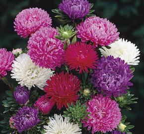 Astra čínská 'Matador Mix' - Callistepus chinensis 'Matador Mix'
