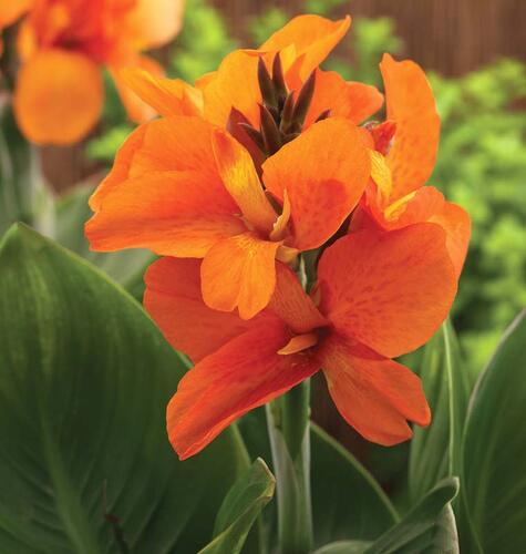 Dosna indická 'Cannova F1 Bronze Orange' - Canna indica 'Cannova F1 Bronze Orange'