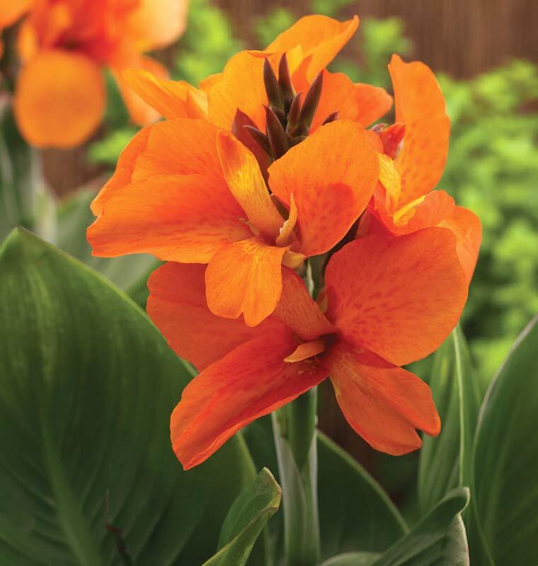 Dosna indická 'Cannova F1 Bronze Orange' - Canna indica 'Cannova F1 Bronze Orange'