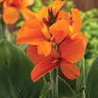 Dosna indická 'Cannova F1 Bronze Orange' - Canna indica 'Cannova F1 Bronze Orange'