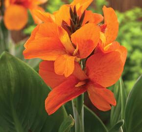 Dosna indická 'Cannova F1 Bronze Orange' - Canna indica 'Cannova F1 Bronze Orange'