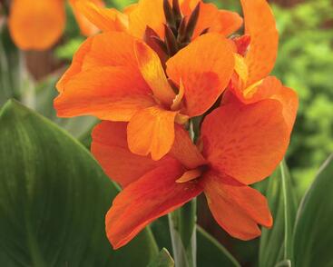 Dosna indická 'Cannova F1 Bronze Orange'