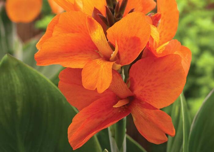 Dosna indická 'Cannova F1 Orange Shades' - Canna indica 'Cannova F1 Orange Shades'