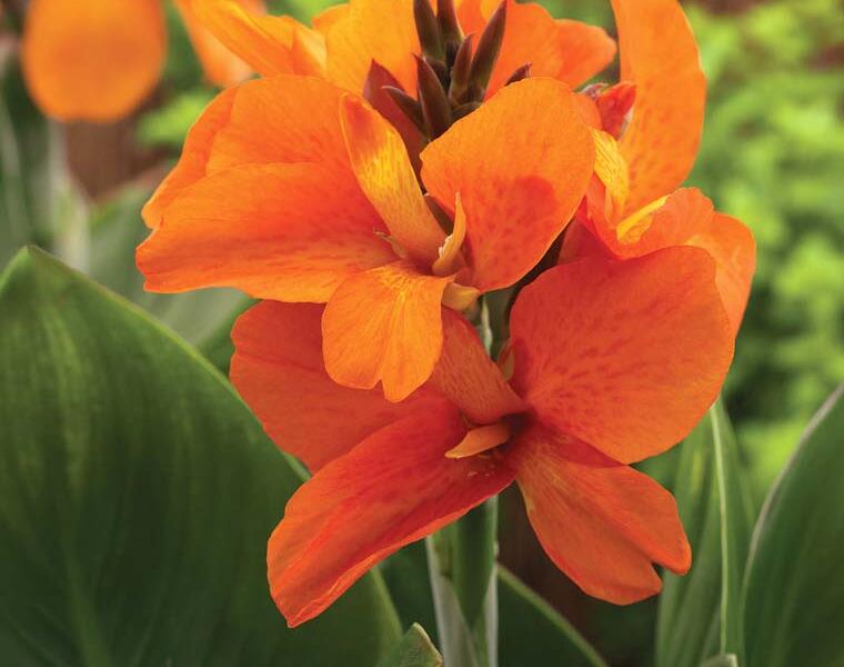 Dosna indická 'Cannova F1 Bronze Orange' - Canna indica 'Cannova F1 Bronze Orange'