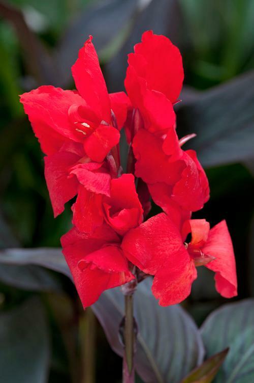 Dosna indická 'Cannova F1 Bronze Scarlet' - Canna indica 'Cannova F1 Bronze Scarlet'