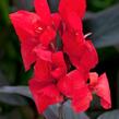 Dosna indická 'Cannova F1 Bronze Scarlet' - Canna indica 'Cannova F1 Bronze Scarlet'