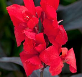 Dosna indická 'Cannova F1 Bronze Scarlet' - Canna indica 'Cannova F1 Bronze Scarlet'