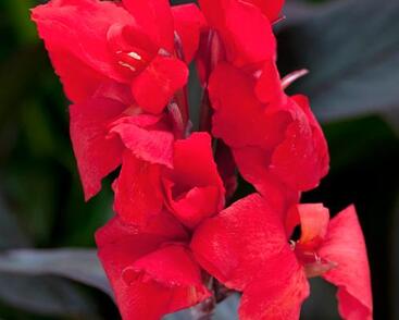 Dosna indická 'Cannova F1 Bronze Scarlet'