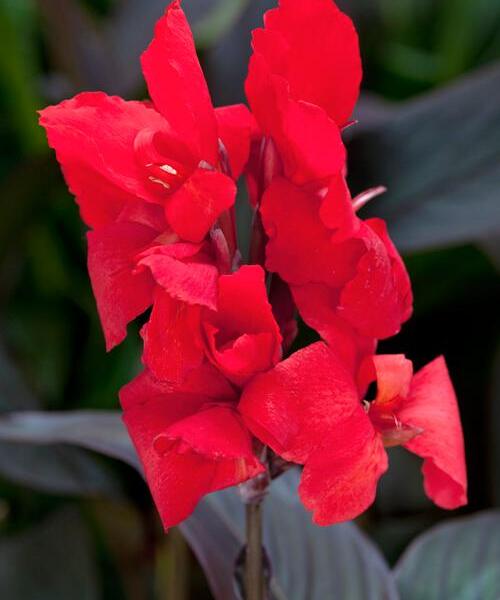 Dosna indická 'Cannova F1 Bronze Scarlet' - Canna indica 'Cannova F1 Bronze Scarlet'