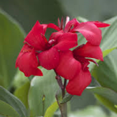 Dosna indická 'Cannova F1 Rose' - Canna indica 'Cannova F1 Rose'