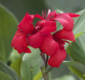 Dosna indická 'Cannova F1 Rose'