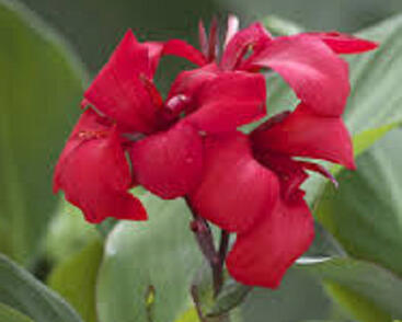 Dosna indická 'Cannova F1 Rose'