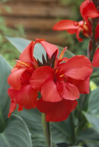 Dosna indická 'Cannova F1 Red Shades' - Canna indica 'Cannova F1 Red Shades'