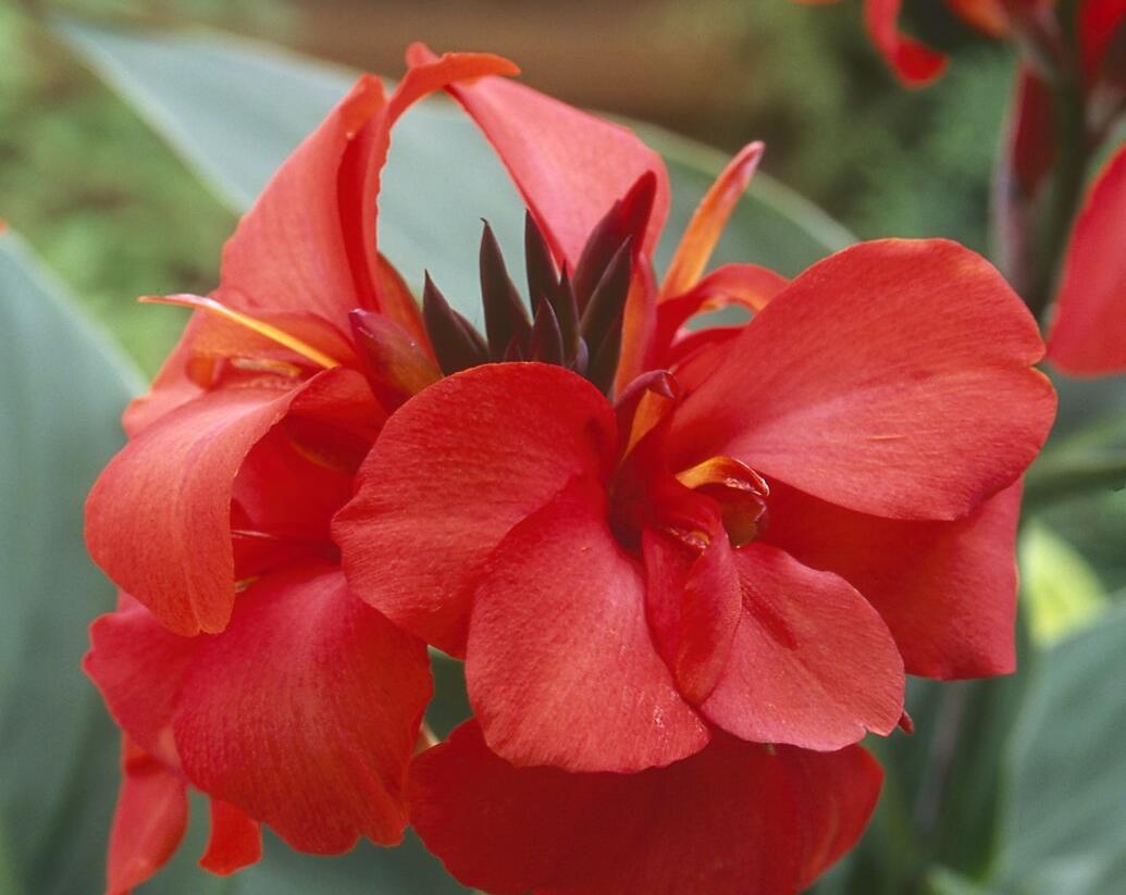 Dosna indická 'Cannova F1 Red Shades' - Canna indica 'Cannova F1 Red Shades'