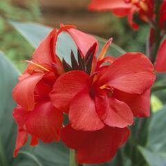 Dosna indická 'Cannova F1 Red Shades' - Canna indica 'Cannova F1 Red Shades'