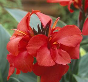 Dosna indická 'Cannova F1 Red Shades' - Canna indica 'Cannova F1 Red Shades'