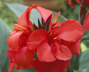 Dosna indická 'Cannova F1 Red Shades'