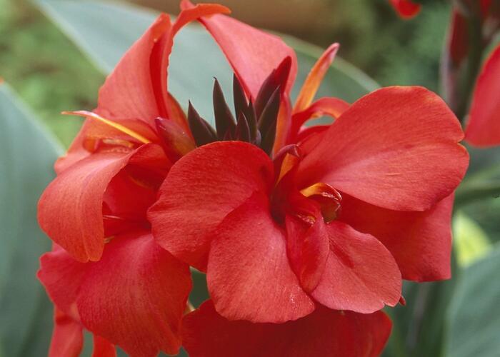 Dosna indická 'Cannova F1 Red Shades' - Canna indica 'Cannova F1 Red Shades'