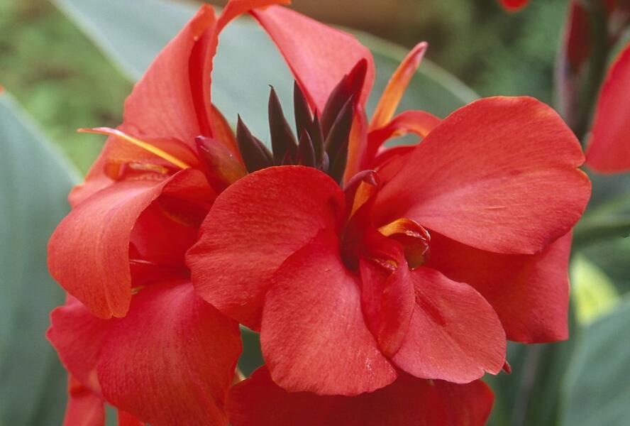 Dosna indická 'Cannova F1 Red Shades' - Canna indica 'Cannova F1 Red Shades'