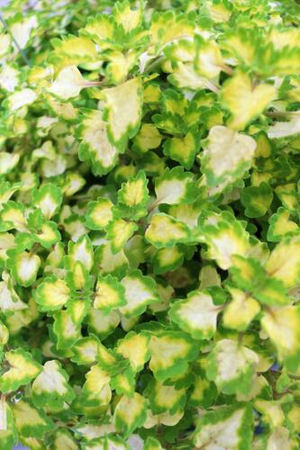 Pochvatec, Pokojová kopřiva 'Great Falls Yosemite' - Coleus blumei 'Great Falls Yosemite'