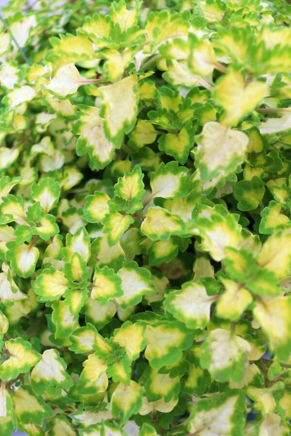 Pochvatec, Pokojová kopřiva 'Great Falls Yosemite' - Coleus blumei 'Great Falls Yosemite'