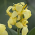 dosna-indicka-cannova-f1-yellow.png