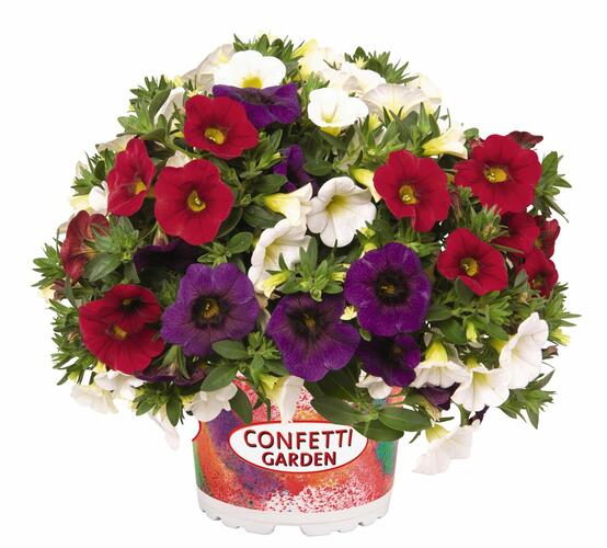 Minipetúnie, Confetti Garden 'Hawaian Country 2018' - Calibrachoa Confetti Garden 'Hawaian Country 2018'