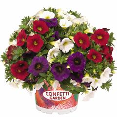 Minipetúnie, Confetti Garden 'Hawaian Country 2018' - Calibrachoa Confetti Garden 'Hawaian Country 2018'