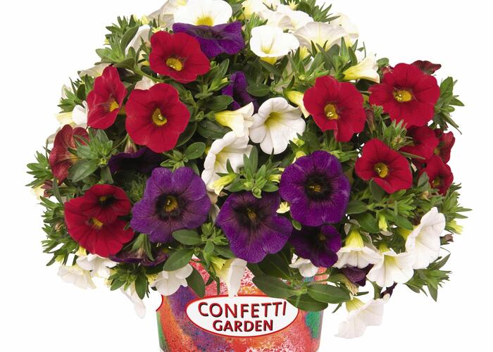 Minipetunie Confetti Garden 'Hawaian Country 2018' - Calibrachoa Confetti Garden 'Hawaian Country 2018'